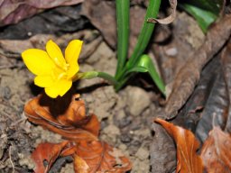 Sternbergia lutea